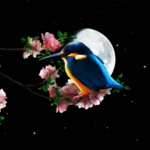 Logo of Sakura and Bird Live Wallpaper android Application 